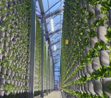 Hydroponic Crop Rotation: Enhancing Plant Health and Sustainability